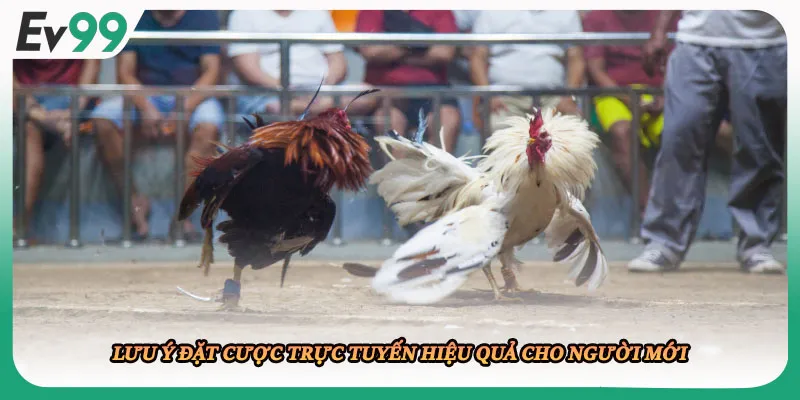 Lưu ý đặt cược trực tuyến hiệu quả cho người mới