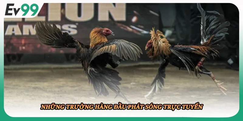 Những trường hàng đầu phát sóng trực tuyến